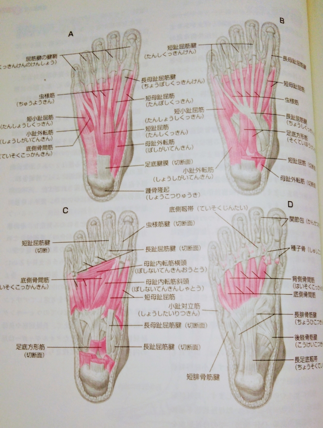 足の指 使えてますか 岩手県初ボディメイク専門加圧トレーニングスタジオ T Labo